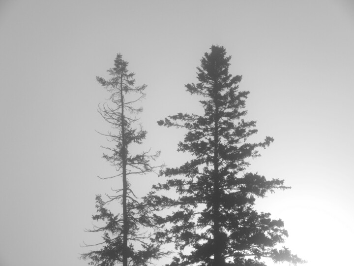 Fotografia intitolato "Two Pine Trees" da Doug Dunigan, Opera d'arte originale, Fotografia digitale