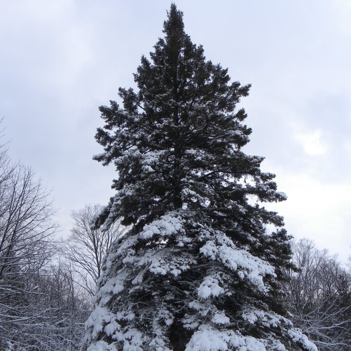 Fotografia intitulada "Snowy Pine Tree" por Doug Dunigan, Obras de arte originais, Fotografia digital