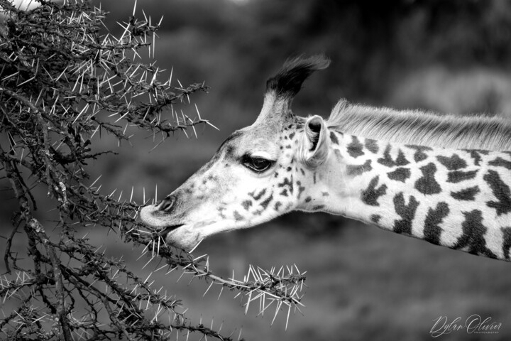 Photographie intitulée "Her majesty the gir…" par Dylan Olivier, Œuvre d'art originale, Photographie numérique