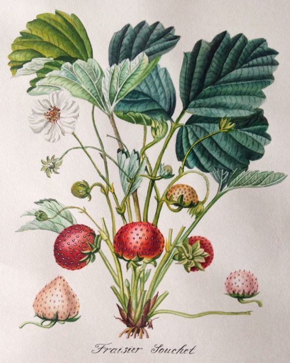 Botanical Illustration. Strawberry, 絵画 Elena Maslovaによって ...