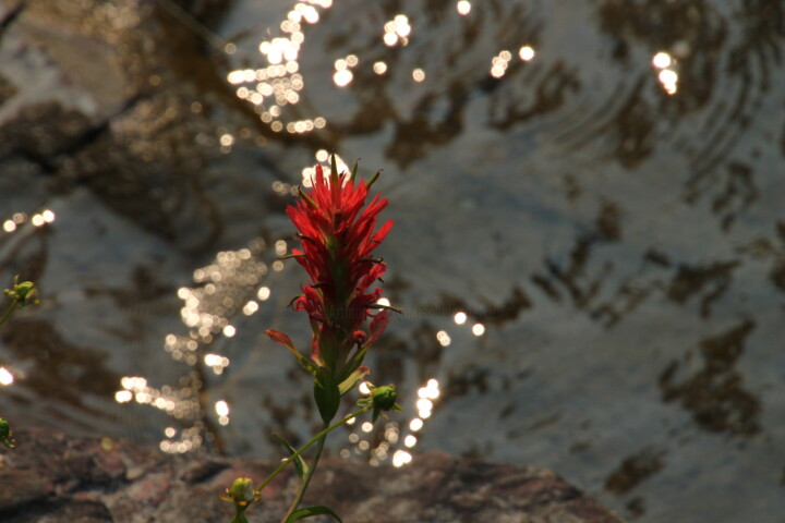 Photography titled "Paintbrush" by Elke Matthaeus, Original Artwork