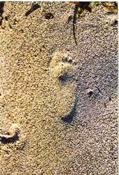 Fotografía titulada "footprint" por Elle Born, Obra de arte original