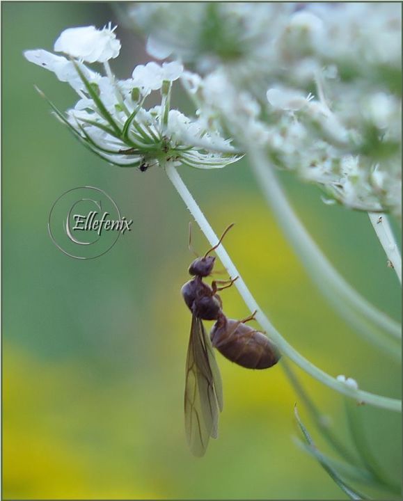 Photographie intitulée "reine-a-devenir-art…" par Ellefenix, Œuvre d'art originale