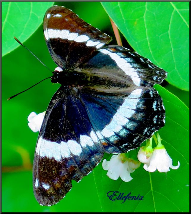 摄影 标题为“Papillon irisé” 由Ellefenix, 原创艺术品
