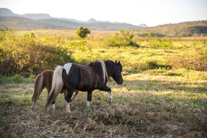 Photography titled "Mini Cavalos" by Elton Abreu, Original Artwork, Digital Photography