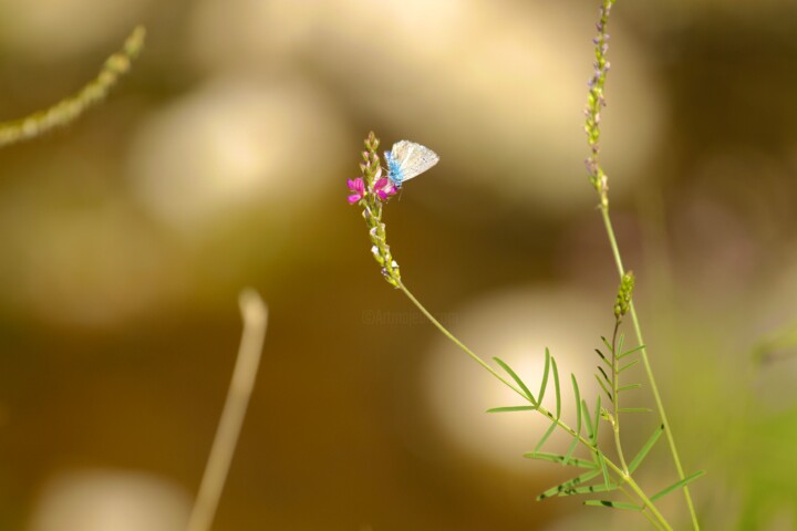 Fotografia zatytułowany „Butterfly” autorstwa Elzem, Oryginalna praca, Fotografia cyfrowa