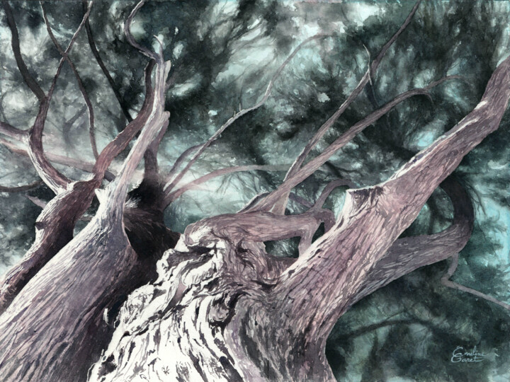 Zeichnungen mit dem Titel "Cupressus 2" von Émeline Garet, Original-Kunstwerk, Aquarell