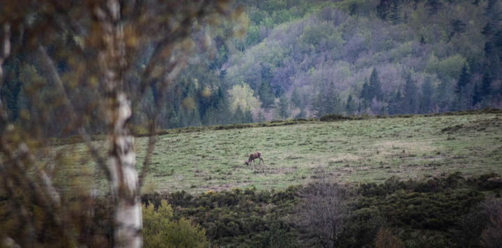 Photographie intitulée "Cerf en velours" par Emilie Reydon, Œuvre d'art originale