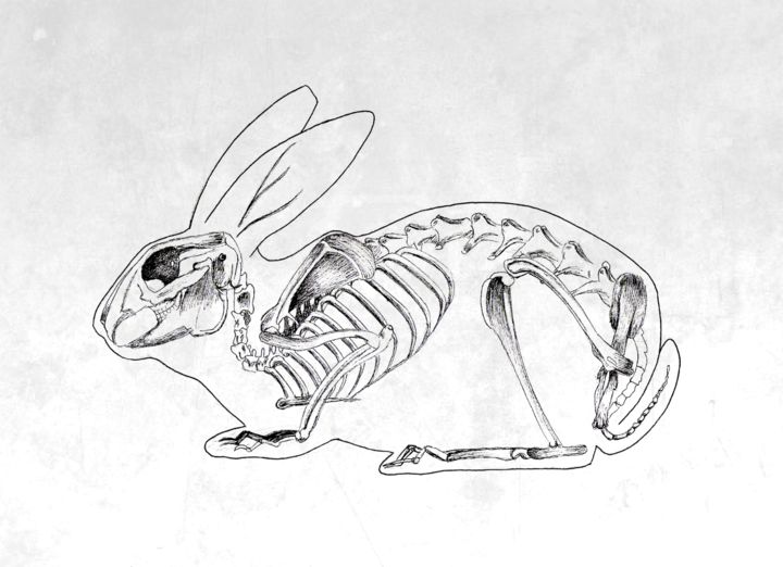 Drawing titled "rabbit.png" by Emilie Ringlet, Original Artwork