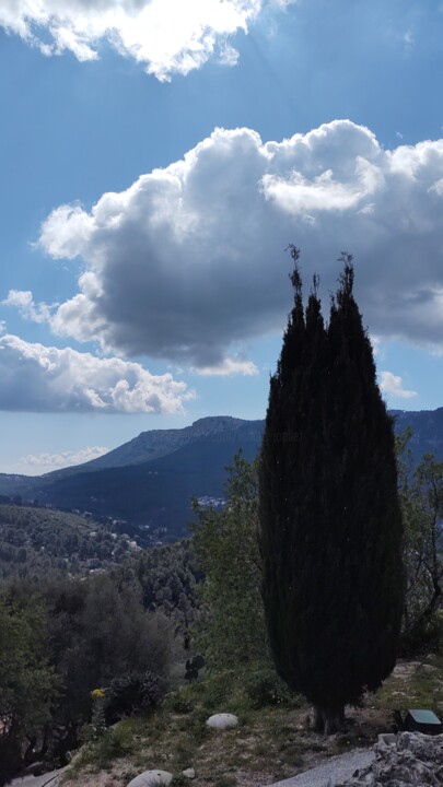 Photographie intitulée "The cypress" par Emma Laflute, Œuvre d'art originale, Photographie numérique