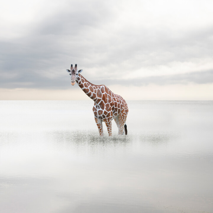 Photography titled "" Girafe à la mer "" by Emmanuel Passeleu, Original Artwork, Manipulated Photography