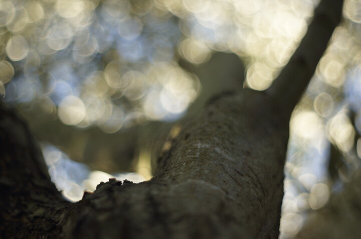 Photography titled "Olive trees in the…" by Eric Régimbeau, Original Artwork