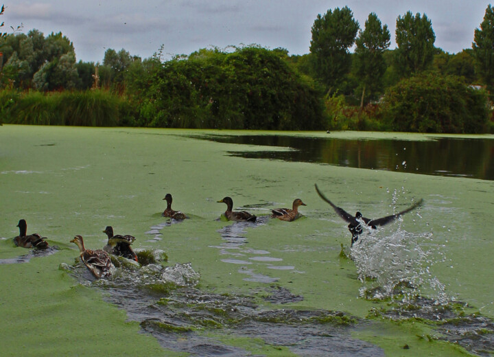 Photography titled "Ballade en barque" by Evelyne Descamps, Original Artwork