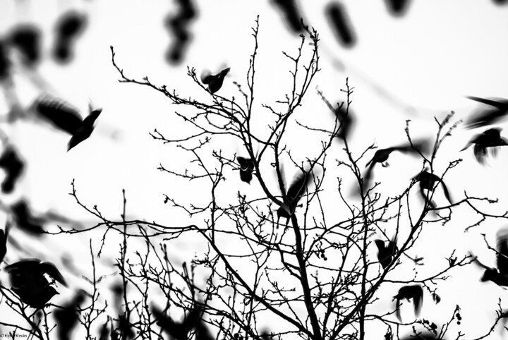 Fotografia zatytułowany „Ravens” autorstwa Eyup Ersin, Oryginalna praca