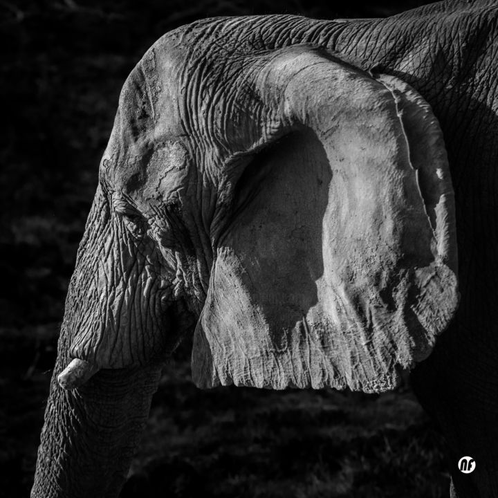 The Elephant Photography By Nicolas Faucher Artmajeur