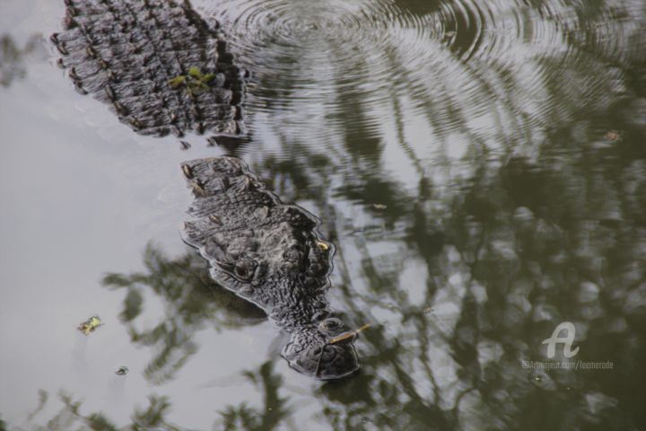 Fotografie mit dem Titel "Photo "Croc'Ho Phot…" von Féemerode, Original-Kunstwerk, Nicht bearbeitete Fotografie