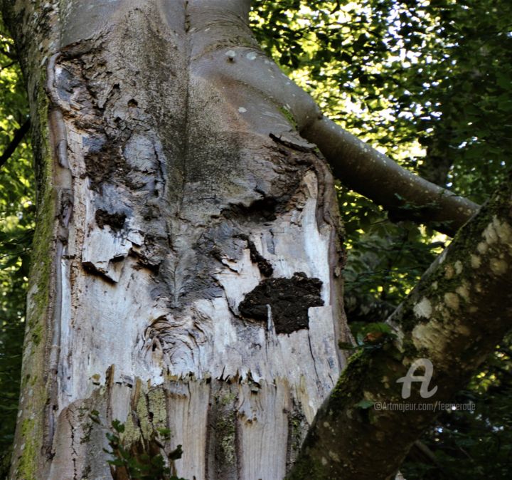 Photographie intitulée "Main Nature" par Féemerode, Œuvre d'art originale, Photographie non manipulée