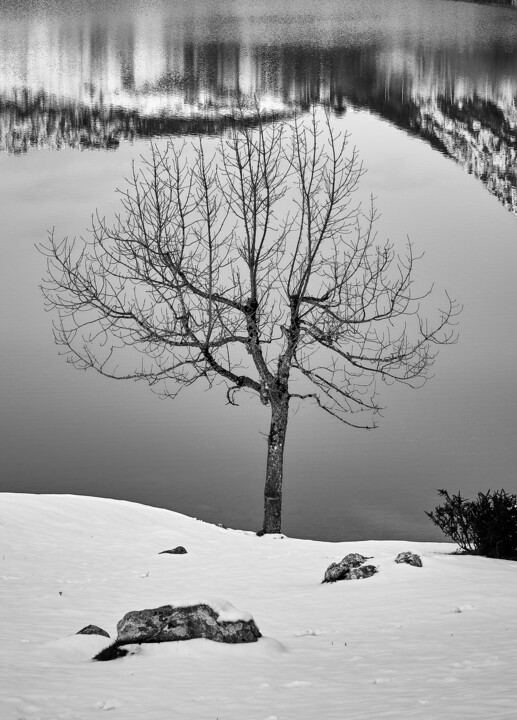 Fotografia zatytułowany „tree reflection” autorstwa Fernando David Amador De Paz, Oryginalna praca, Fotografia cyfrowa