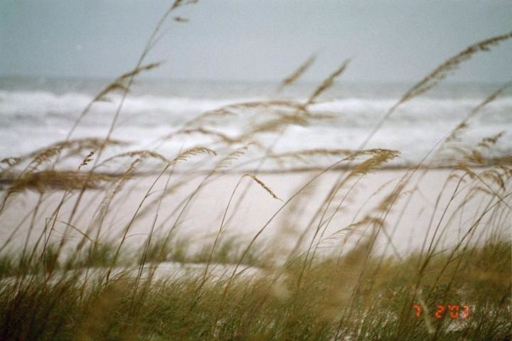 Fotografie getiteld "Sea Oats" door Terresa Whidden, Origineel Kunstwerk