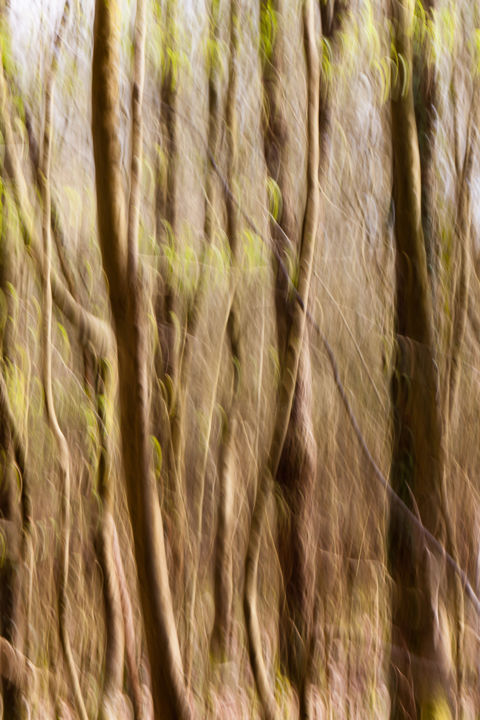 Photographie intitulée "Jungle" par Florence Sanz, Œuvre d'art originale, Photographie numérique