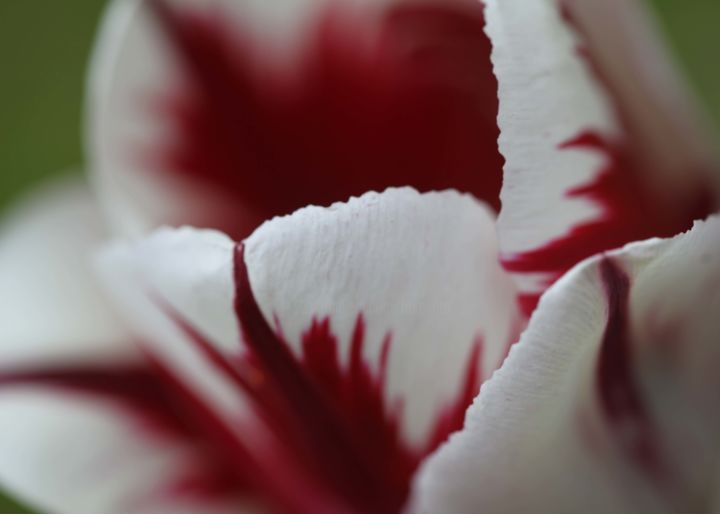 Photographie intitulée "The Tulip" par Endo Fox, Œuvre d'art originale