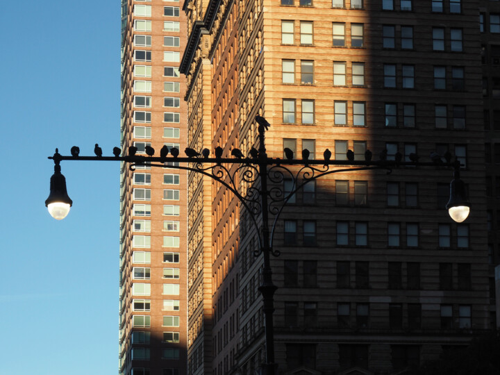 Photography titled "Pigeons à Manhattan" by Florence Pouget-Landrieu, Original Artwork, Digital Photography