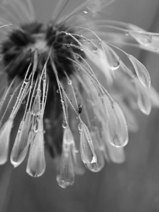 Photography titled "Perles du matin" by Florence Pouget-Landrieu, Original Artwork, Digital Photography