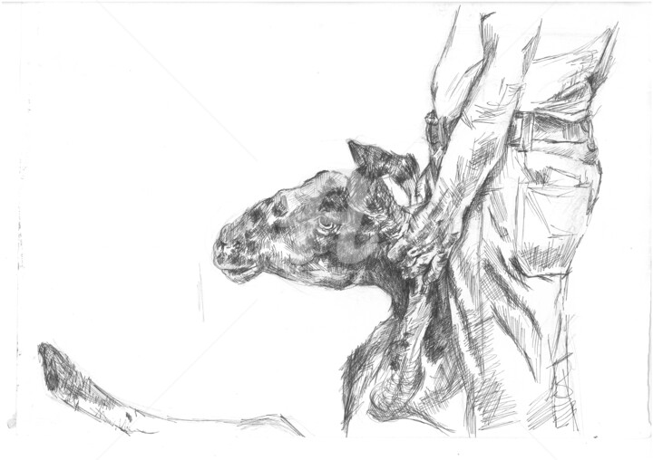 Drawing titled "Sheep study" by Francesco Lorusso, Original Artwork, Ink