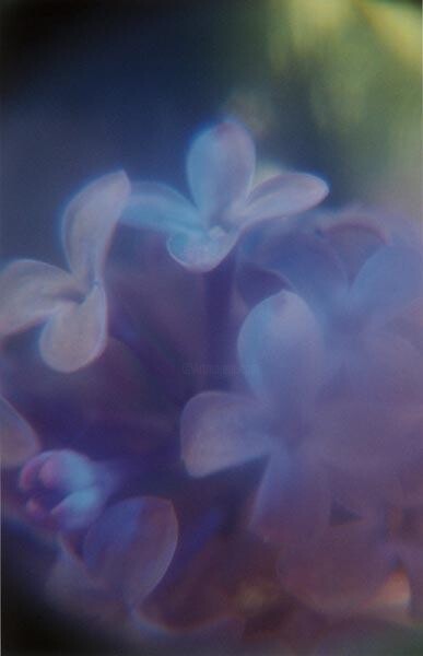 摄影 标题为“Lilacs for Grace” 由Francis A Willey, 原创艺术品