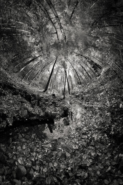 Photography titled "River forest" by Franck Charles, Original Artwork, Digital Photography