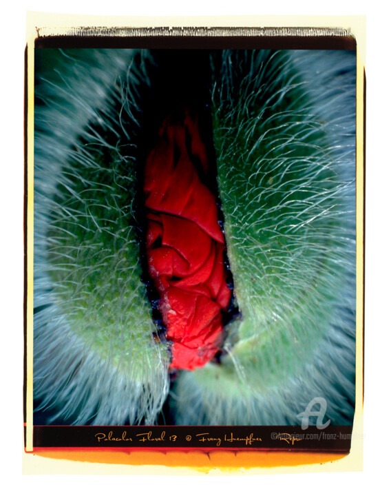 Photographie intitulée "Polacolor Floral 13…" par Franz Hümpfner, Œuvre d'art originale, Photographie numérique