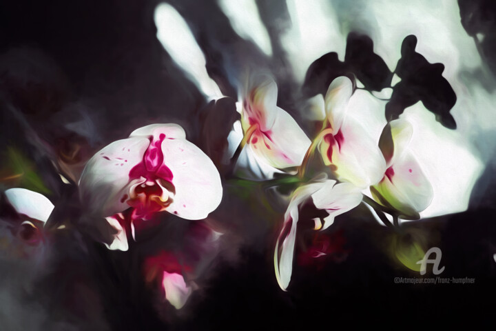 数字艺术 标题为“orchid  - homage to…” 由Franz Hümpfner, 原创艺术品, 数字油画 安装在铝上