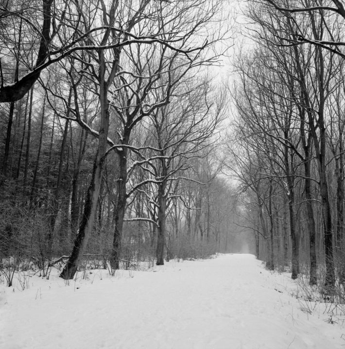 제목이 "l'allée"인 사진 Frédéric Duchesnay로, 원작, 아날로그 사진