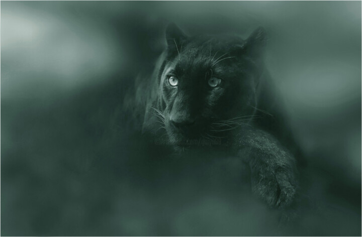 摄影 标题为“Black Panther” 由Gai Yu, 原创艺术品, 操纵摄影