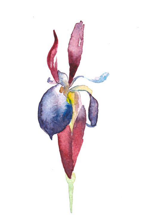 绘画 标题为“iris3” 由Galerie Kawak, 原创艺术品, 水彩