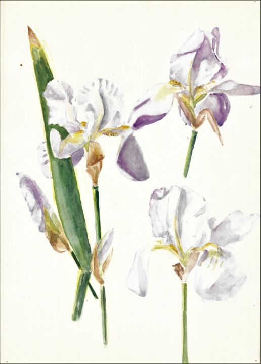 Malerei mit dem Titel "violette Schwertlil…" von Gallery Schöneweide, Original-Kunstwerk, Aquarell