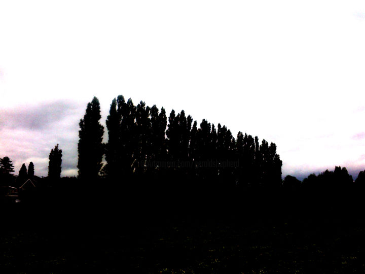 Fotografie getiteld "Row Of Poplars" door Gerald Shepherd F.F.P.S., Origineel Kunstwerk, Gemanipuleerde fotografie