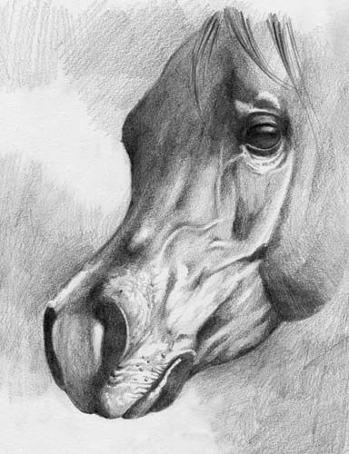 Disegno intitolato "horse head studio" da Gimena Ferrari, Opera d'arte originale, Grafite