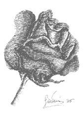 Pintura intitulada "Rosa nera" por Giovanni Grasso, Obras de arte originais