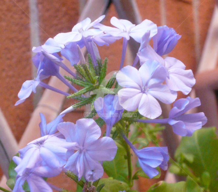 Фотография под названием "plumbago.jpg" - Bruno, Подлинное произведение искусства