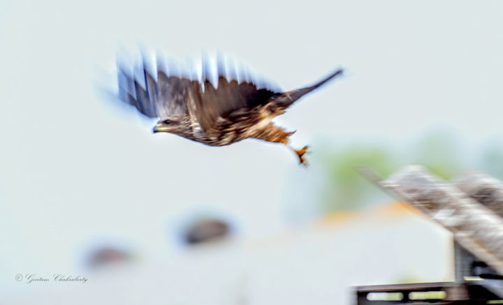 Photographie intitulée "Motion!" par Goutam Chakraborty, Œuvre d'art originale