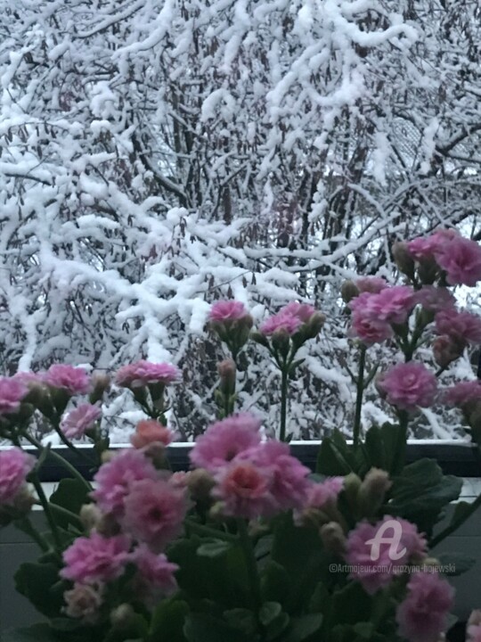 Fotografia intitulada "Winters calanchoe" por Grazyna Hajewski, Obras de arte originais, Fotografia digital