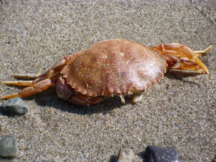 Photographie intitulée "Crabe" par Alex Grimarts, Œuvre d'art originale, Photographie non manipulée