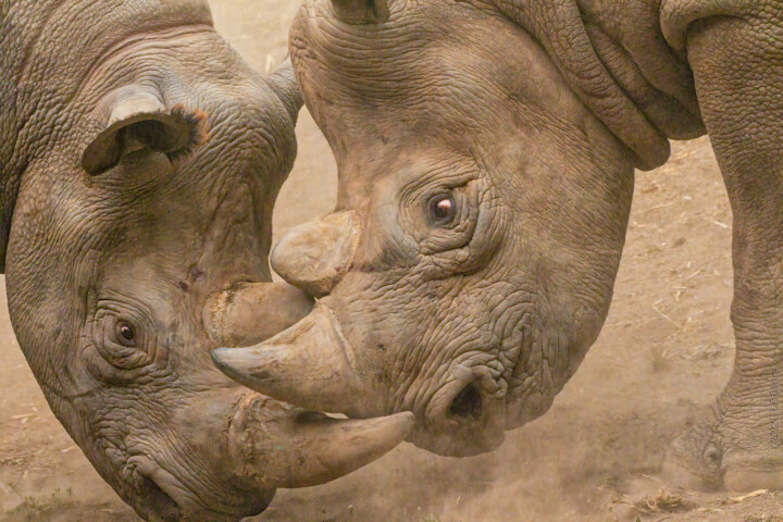 Fotografia intitolato "Rhinos playing" da Citellus, Opera d'arte originale, Fotografia digitale