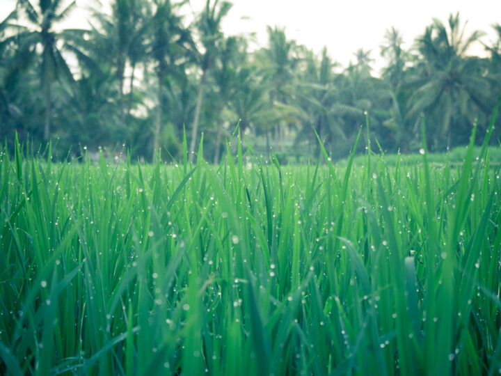 Fotografia intitulada "Rice fields forever" por Guillaume Aveline, Obras de arte originais, Fotografia digital