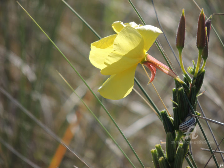 Fleurs Des Dunes Bord De Mer Manche Photography By