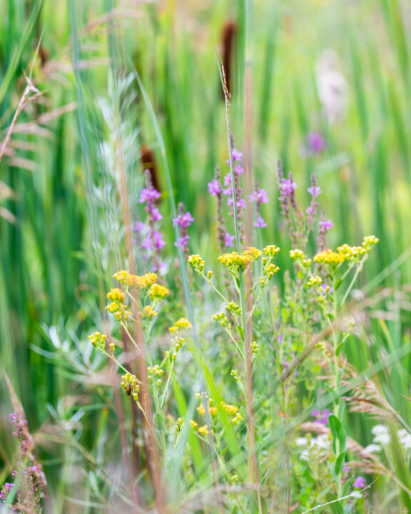 Fotografia zatytułowany „Sweet Summer Meadow” autorstwa Gwendolyn Roth, Oryginalna praca, Fotografia cyfrowa