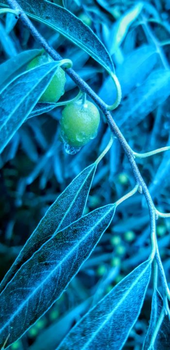 摄影 标题为“Olives after Rain” 由Harman Ghuman, 原创艺术品, 数码摄影