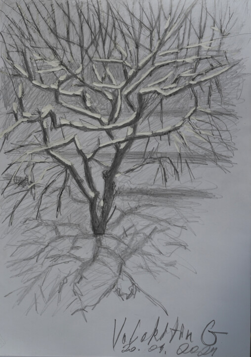 Drawing titled "The tree and the sh…" by Hennadii Volokitin, Original Artwork, Pencil