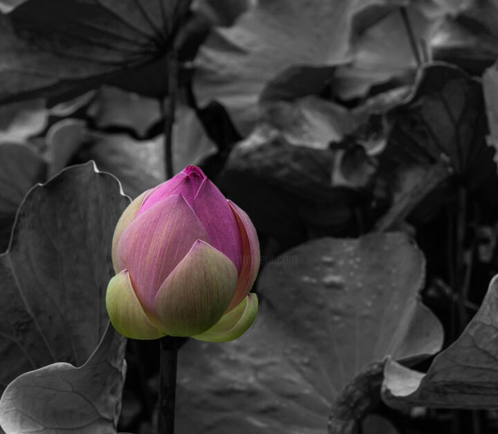 Fotografía titulada "Lotus rose" por Hubert Trublard, Obra de arte original, Fotografía digital Montado en Aluminio